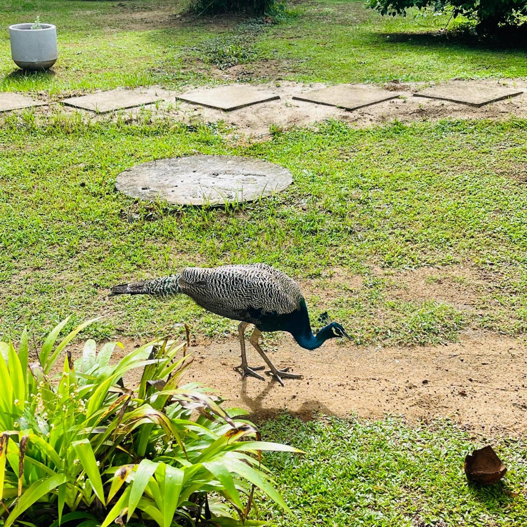 Hanguk Lanka Lagoon Villa タンガラ エクステリア 写真