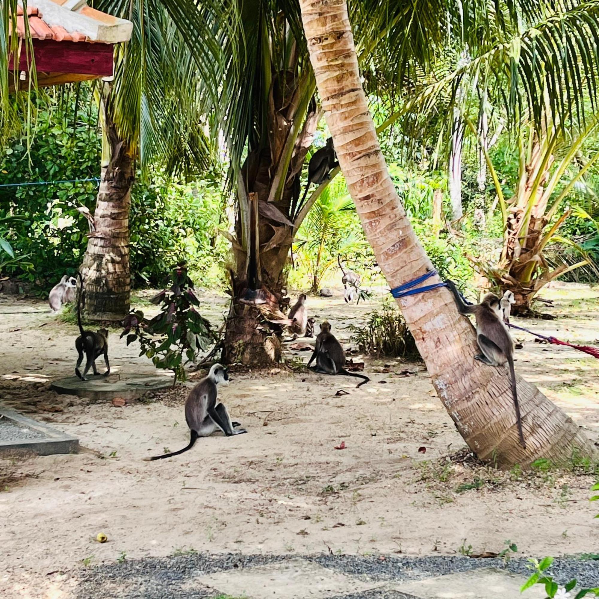 Hanguk Lanka Lagoon Villa タンガラ エクステリア 写真